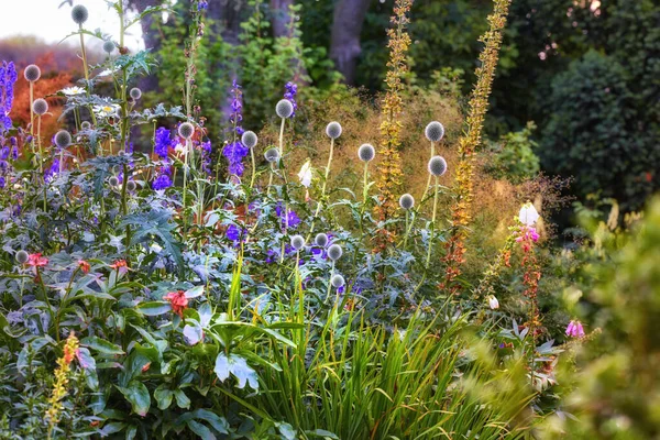 Pěstovaná Zahrada Jasnými Pulzujícími Květy Které Rostou Venku Dvorku Jarního — Stock fotografie