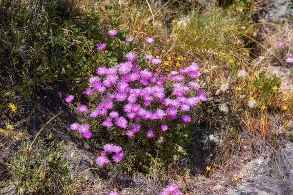 Powyżej Ujęcia Purpurowych Drosanthemum Floribundum Soczyste Rośliny Rosnące Zewnątrz Ich — Zdjęcie stockowe