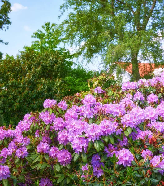 Series Photos Rhododendron Garden — Fotografia de Stock