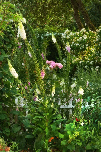 美しい庭の写真のシリーズ — ストック写真
