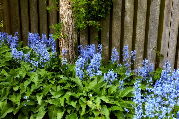 Zbliżenie Świeżego Niebieskiego Dzwonka Rosnącego Wiosną Zielonym Ogrodzie Drewnianym Tłem — Zdjęcie stockowe