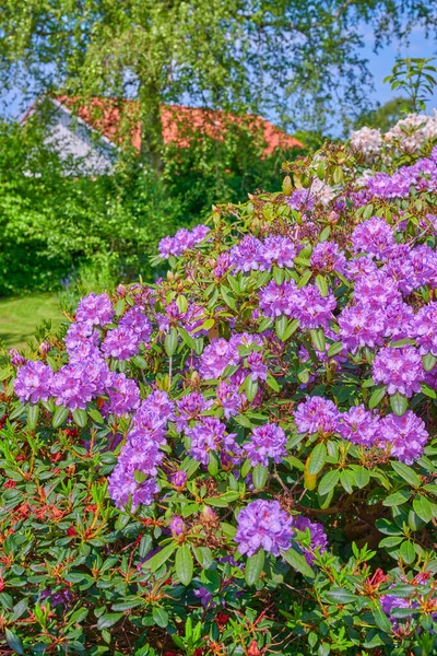 Series Photos Rhododendron Garden — Stock Fotó