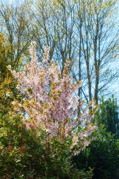 Una Serie Hermosas Fotos Del Jardín —  Fotos de Stock