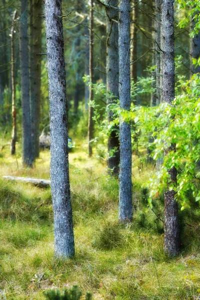 Dzikie Sosny Rosnące Lesie Zielonymi Roślinami Malowniczy Krajobraz Wysokich Cienkich — Zdjęcie stockowe