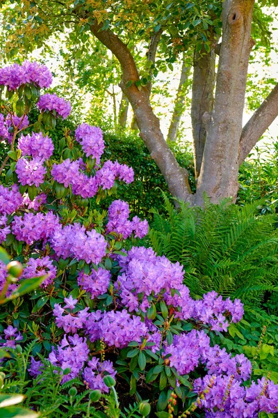 Fioletowe Kwiaty Rododendronu Rosnące Ogrodzie Botanicznym Latem Piękny Krzak Fioletowych — Zdjęcie stockowe