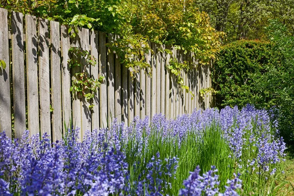 Rzędy Bluebell Rośnie Zielonym Ogrodzie Plenerze Drewnianym Tle Bramy Wiele — Zdjęcie stockowe