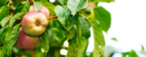 Яблуко Ніколи Виглядало Привабливо Дійсно Здорове Спокусливе Частування — стокове фото