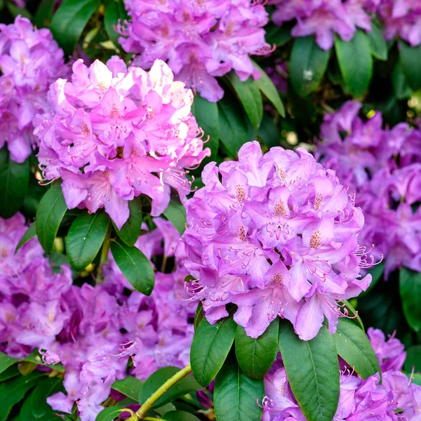 Series Photos Rhododendron Garden — Zdjęcie stockowe