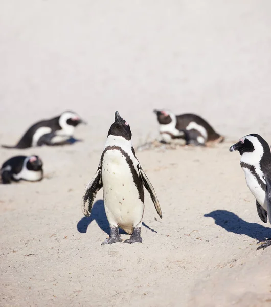 Pinguïns Boulders Beach Kaapstad Zuid Afrika — Stockfoto