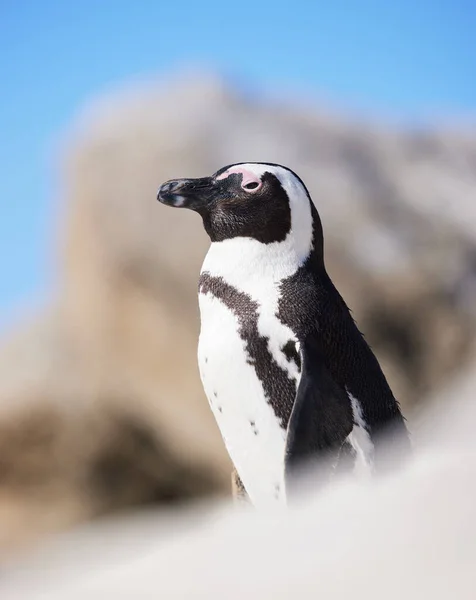 Egy Pingvin Boulders Beach Fokvárosban Dél Afrikában — Stock Fotó