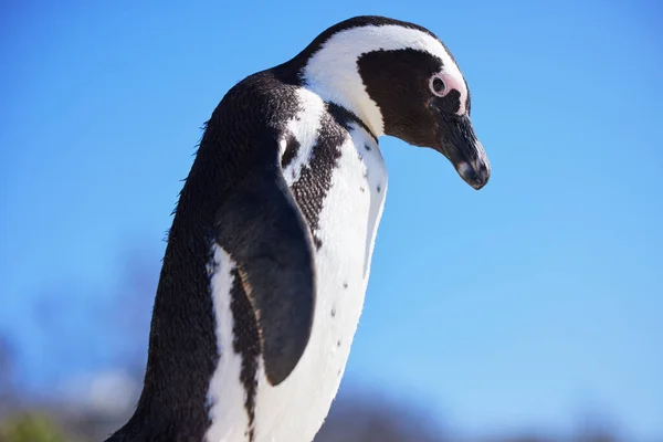 Fekete Lábú Pingvin Boulders Beach Dél Afrika — Stock Fotó