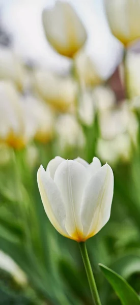 Фотография Красивых Тюльпанов Саду Ранней Весной — стоковое фото