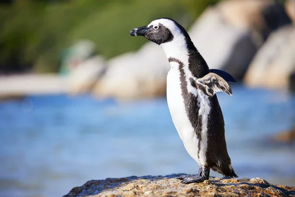 Penguin Boulders Beach Cape Town South Africa — Stockfoto