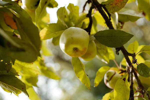 Apfelpflücken Sah Noch Nie Verlockend Aus Ein Wirklich Gesundes Und — Stockfoto