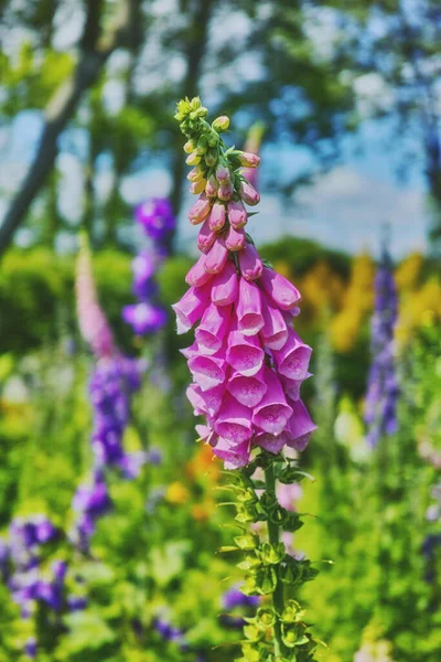 Una Serie Hermosas Fotos Del Jardín — Foto de Stock