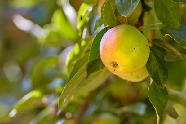 Ett Foto Välsmakande Och Vackra Äpplen — Stockfoto