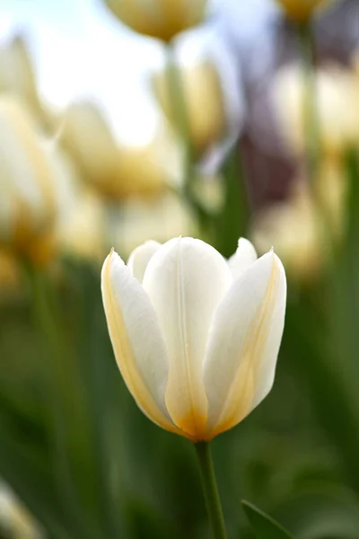 Фотография Красивых Тюльпанов Саду Ранней Весной — стоковое фото