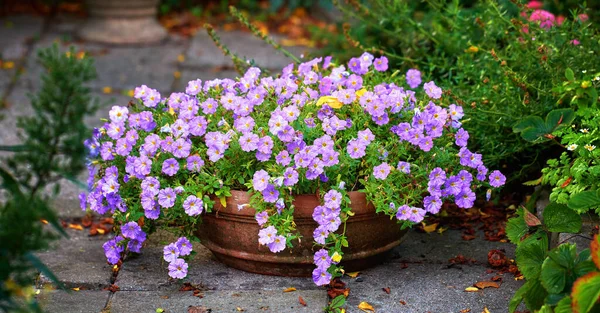 Una Serie Hermosas Fotos Del Jardín — Foto de Stock