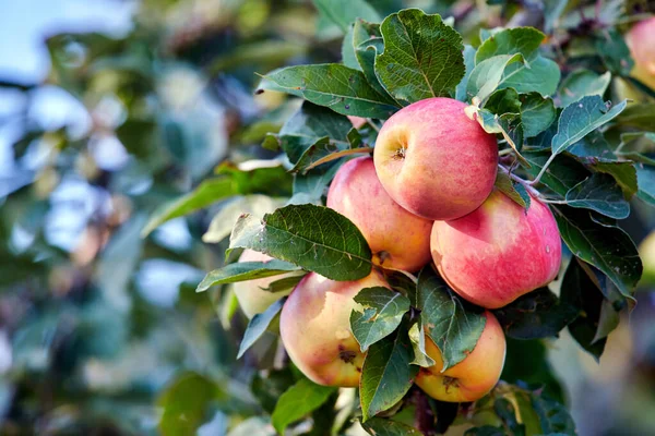 Photo Tasty Beautiful Applesfresh Apples Natural Setting — Stock Fotó