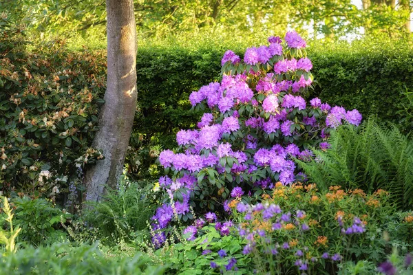 Una Serie Fotos Rododendro Jardín —  Fotos de Stock