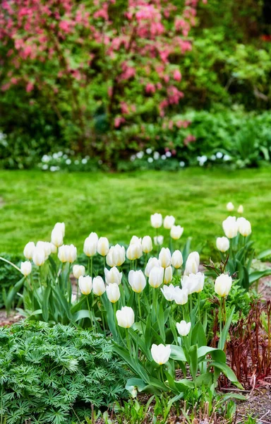 Hermosos Tulipanes Blancos Jardín Principios Primavera —  Fotos de Stock