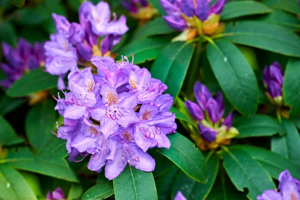 Rhododendron Genus 024 Species Woody Plants Heath Family Either Evergreen — Photo