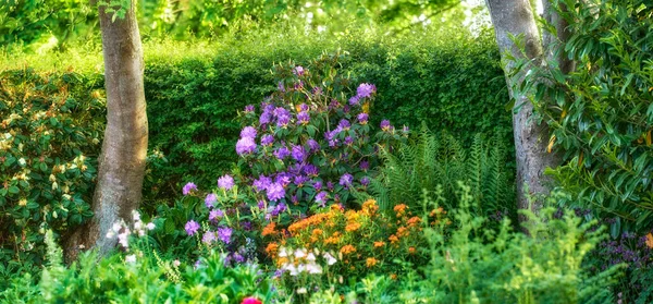 Rhododendron Est Genre 024 Espèces Plantes Ligneuses Famille Des Bruyères — Photo