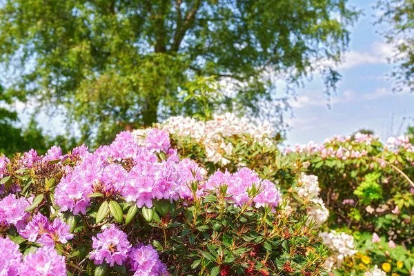 Uma Série Fotos Rododendro Jardim — Fotografia de Stock