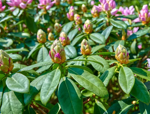 Serię Zdjęć Rododendronu Ogrodzie — Zdjęcie stockowe