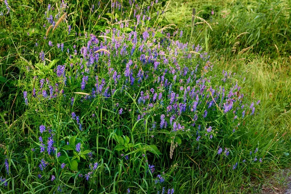 Una Serie Hermosas Fotos Del Jardín — Foto de Stock