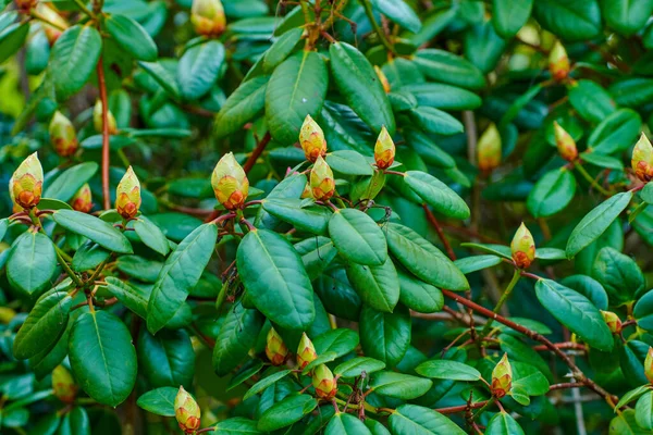 Rhododendron Genus 024 Species Woody Plants Heath Family Either Evergreen — Stock Photo, Image