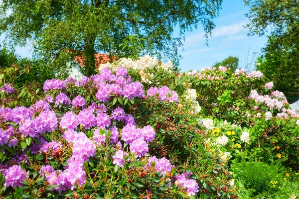 Series Photos Rhododendron Garden — Foto Stock