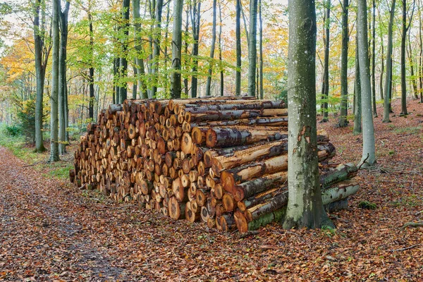 Les Přelomu Podzimu Zimy Jara — Stock fotografie