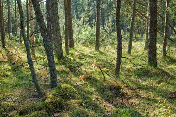 Piękny Bujny Zielony Las Wiosną Wysokie Sosny Rosnące Naturą Harmonii — Zdjęcie stockowe