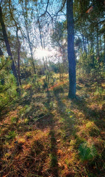 Sun Shining Beautiful Forest Autumn Magical Trees Moss Covered Ground — Stockfoto