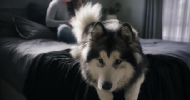 Sahibi Arka Planda Otururken Yataktan Atlayan Sevimli Bir Köpeğin Video — Stok video
