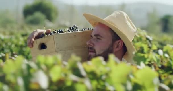 Video Footage Young Male Farmer Carrying Crate Freshly Harvested Grapes — Stockvideo