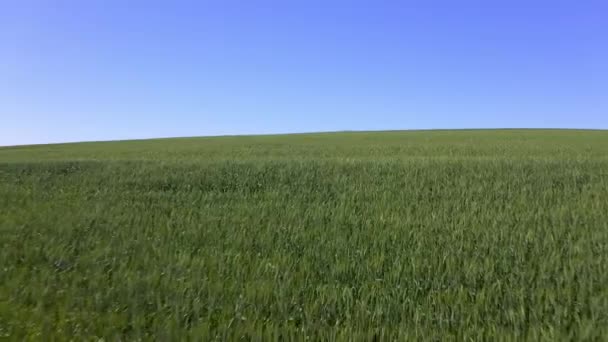 Video Footage Beautiful Green Field Countryside — Video Stock