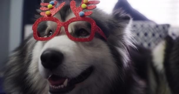 Video Footage Adorable Dog Wearing Festive Novelty Glasses Home — Vídeo de Stock