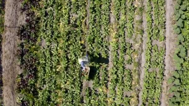 Video Footage Farmer Pushing Wheelbarrow Full Produce His Farm — Stok video