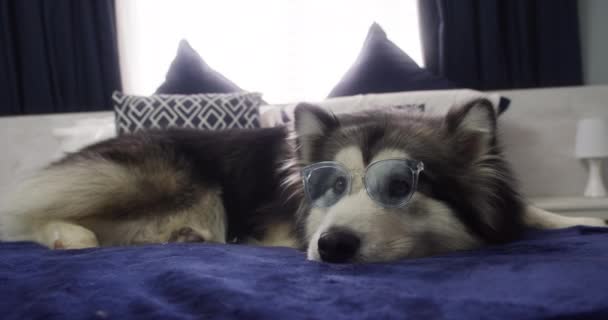 Video Footage Adorable Dog Wearing Novelty Glasses While Resting Bed — 图库视频影像