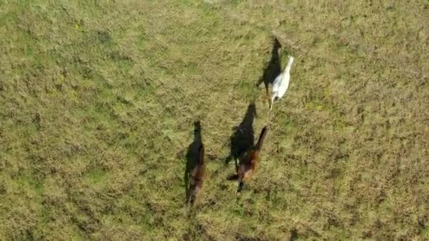 Drone Footage Three Beautiful Horses Farm — Stockvideo