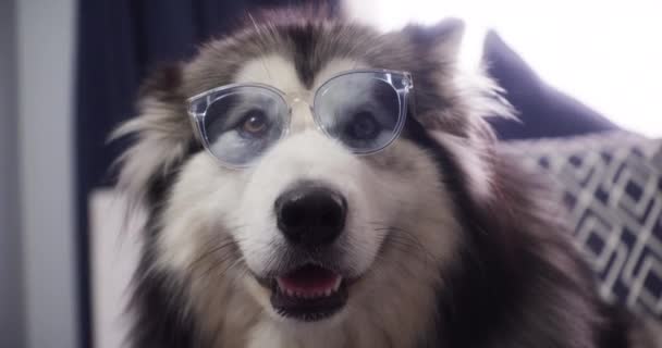 Video Footage Adorable Dog Wearing Novelty Glasses Home — 图库视频影像