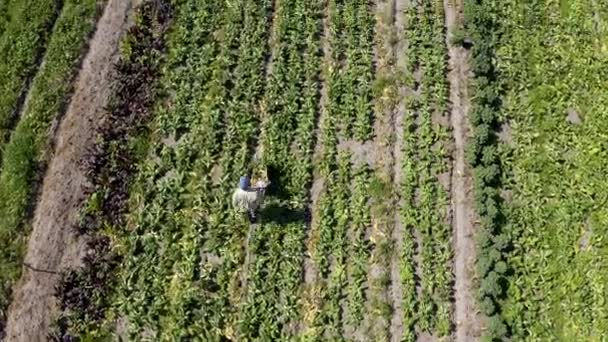 Filmagem Vídeo Agricultor Empurrando Carrinho Mão Cheio Produtos Sua Fazenda — Vídeo de Stock