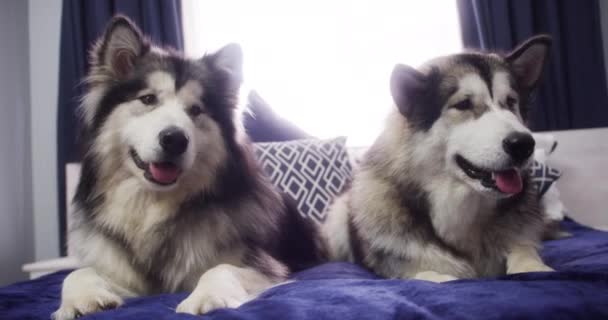 Video Footage Two Adorable Dogs Resting Bed Home — Wideo stockowe