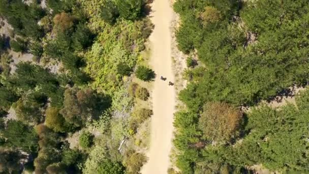 Gündüz Vakti Ormanda Yürüyüş Yapan Iki Uzlaşılmaz Insanın Video Görüntüsü — Stok video