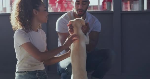 Imágenes Video Una Joven Pareja Vinculándose Con Perro Recién Adoptado — Vídeos de Stock