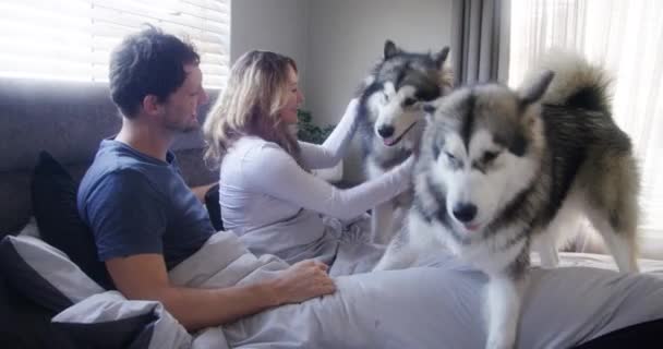 Videó Felvétel Egy Párról Akik Ágyban Fekszenek Két Kutyájukkal — Stock videók