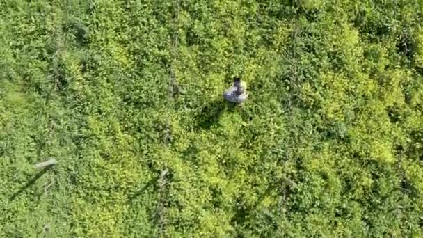 Drone Video Beelden Van Een Mannelijke Boer Werken Zijn Weelderige — Stockvideo