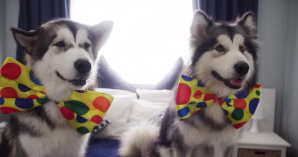 Filmagem Vídeo Dois Cães Adoráveis Vestidos Com Laços Enquanto Sentados — Vídeo de Stock